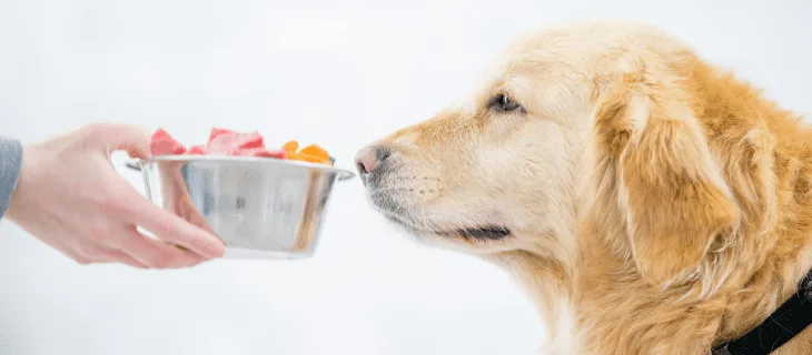 Cats & Dogs foods Available from Bhopal Pets oNline