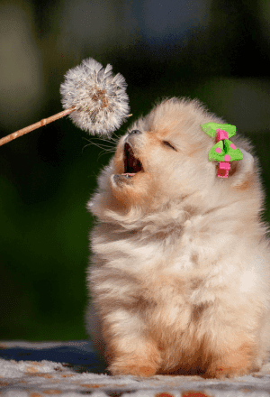 Dogs Puppies Sold by Bhopal Pets Online