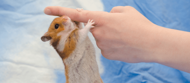 Small Animals by Bhopal Pets Online