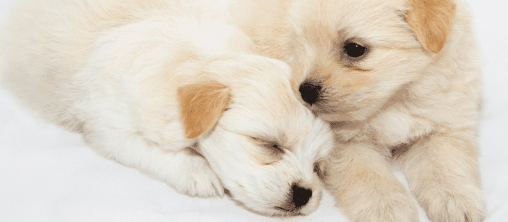 Dogs & Puppies Sold by Nearby Pets india