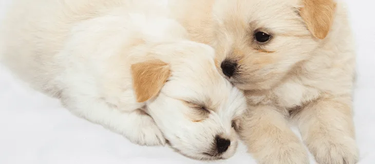 Dogs & Puppies Sold by Nearby Pets india