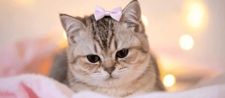 Cats & Kittens Sold by Bhopal pets Online