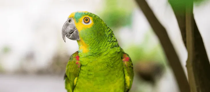 exotic birds and chicks sold by bhopal pets online