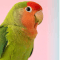 Exotic Birds Product Category by Punjab Pets Online