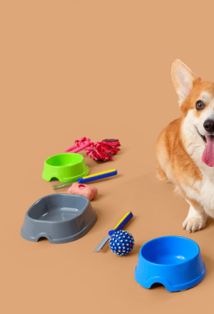 Pets Accessories By Bhopal Pets Online
