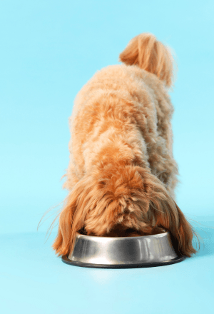 Pets Foods online on Bhopal