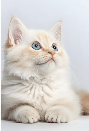 Cats and Kittens on Bhopal Pets Online platforms