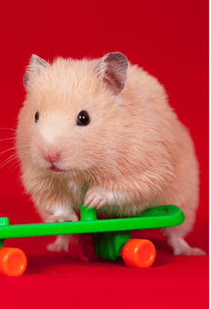 Small animal Sold by Bhopal Pets Online