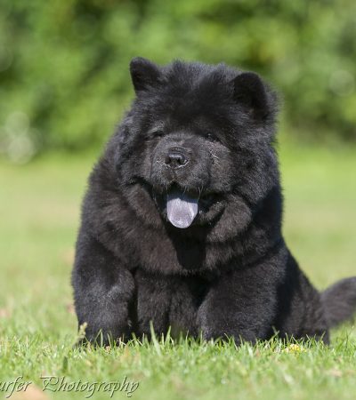 Chow Chow Black puppy by Punjab Pets online