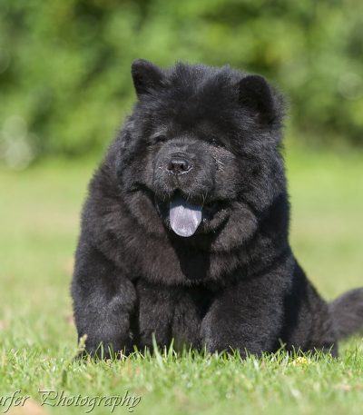 Chow Chow Black puppy by Punjab Pets online