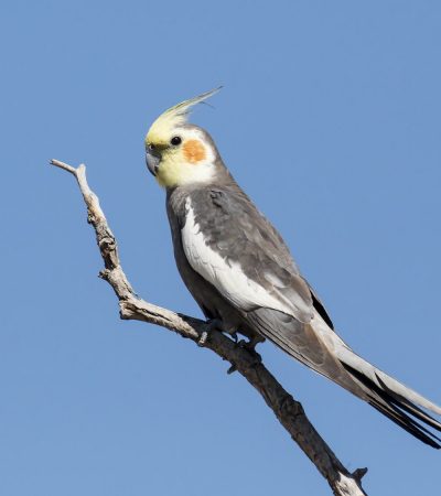 grey cockatiel pair punjab