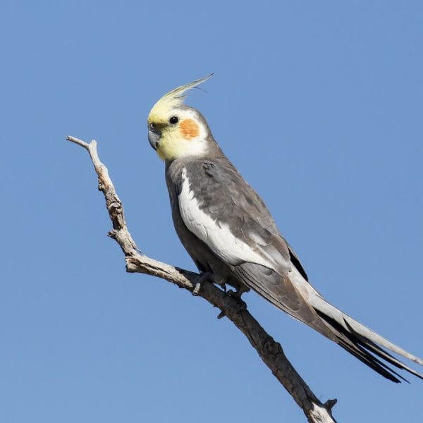 Buy Grey Cockatiel Pair - Classic Charcoal Bird with Orange Cheeks