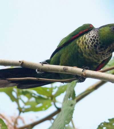 Buy Bombay Cat Kitten In Vidisha | Punjab Pets Online
