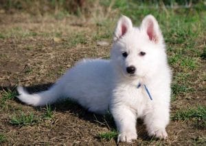White German Shepherd Bhopal - Pure White Long Coat Puppy for Sale