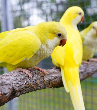 Yellow Quaker Parrot in Punjab | Yellow Monk