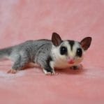 Sugar Glider Price Bhopal | Grey Sugar Glider Pairs | Buy MP