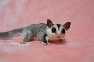 Sugar Glider Price Bhopal | Grey Sugar Glider Pairs | Buy MP