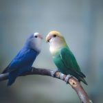 Buy Green and Teal Lovebirds - Emerald and Aquatic Blue Birds