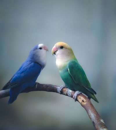 green and teal lovebird punjab