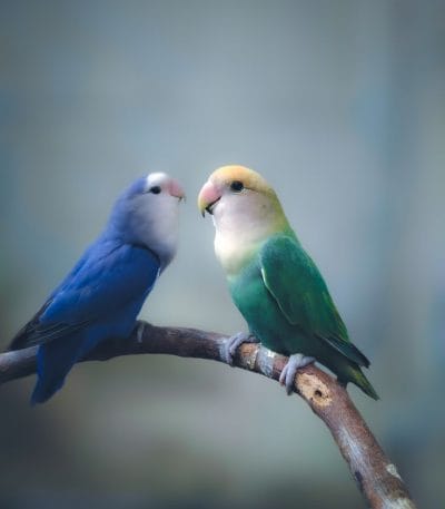 Buy Green and Teal Lovebirds - Emerald and Aquatic Blue Birds