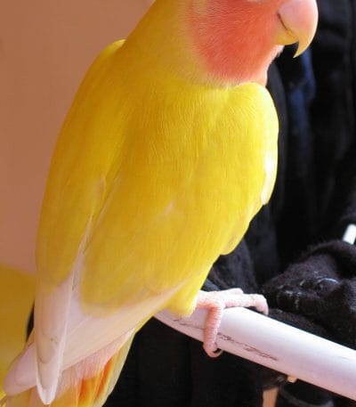 Buy Lutino Lovebirds Online - Solid Yellow Bird with Red Face