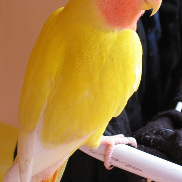 Buy Lutino Lovebirds Online - Solid Yellow Bird with Red Face