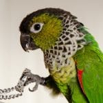 Buy Black Capped Conure Pair - Dark Crown and Scaly Neck Bird