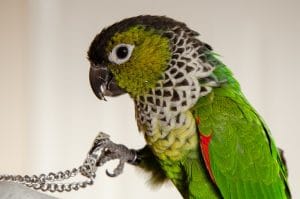 Buy Black Capped Conure Pair - Dark Crown and Scaly Neck Bird