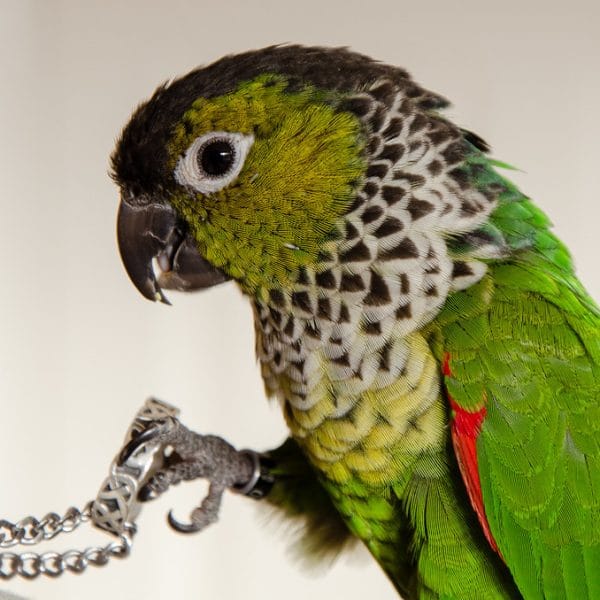 Buy Black Capped Conure Pair - Dark Crown and Scaly Neck Bird