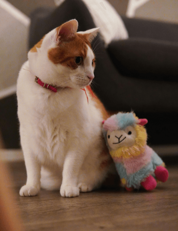 Join Our Exclusive Network for 100% Growth: Pet Seller Registration