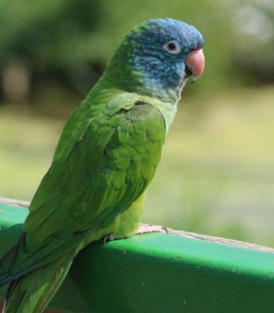Buy Blue Crown Conure Pair - Vibrant Blue Head and Green Body