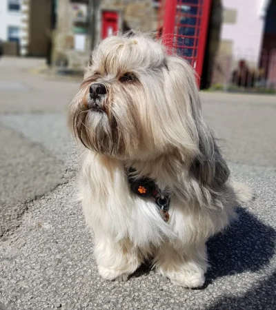 lhasa apso punjab