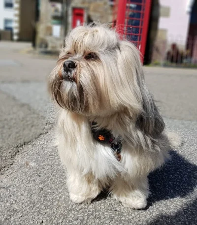 Lhasa Apso Price Bhopal - Top Quality Long Hair Puppy for Sale