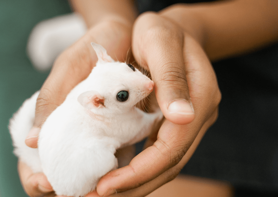 Contact Bhopal Pets Online