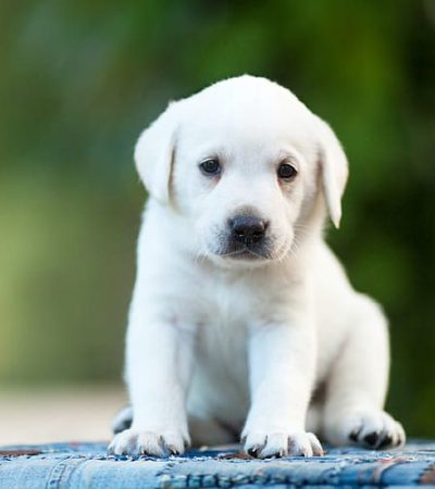 white labrador punjab