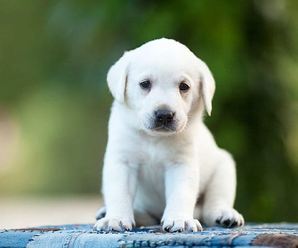 White Labrador Price Bhopal - Premium White Puppy for Sale