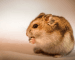 Hamsters Delivery All over Bhopal and Indore