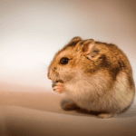 Hamsters Delivery All over Bhopal and Indore