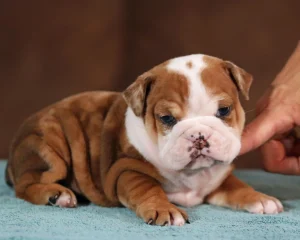 English Bulldog Price Bhopal - Top Quality Fawn Puppy for Sale
