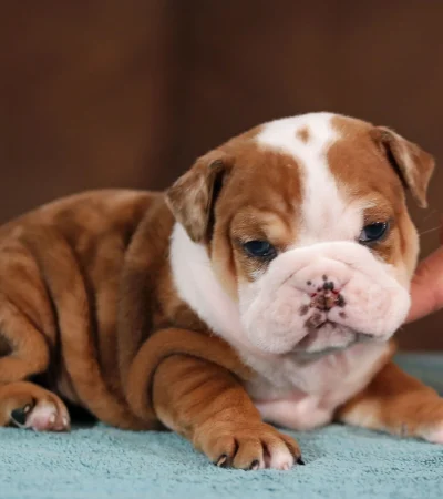 english bulldog punjab