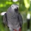 Large Size birds from Bhopal Pets Online