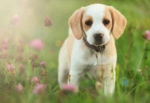Lemon Beagle Bhopal - Rare Lemon and White Puppy for Sale