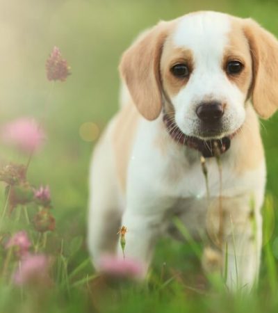 lemon and white beagle punjab