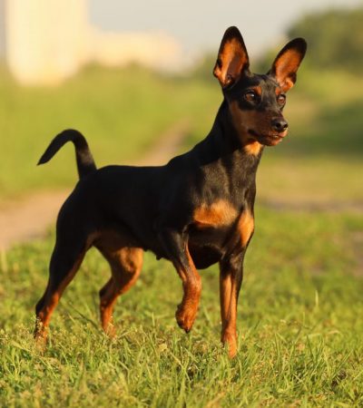 miniature pinscher puppy punjab