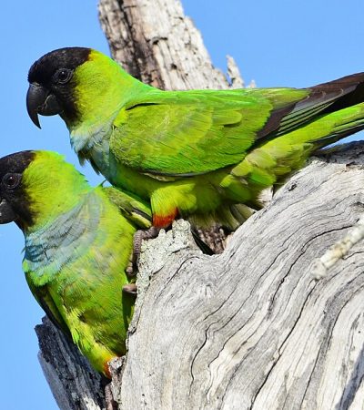 Buy Chihuahua Puppy In Vidisha | Punjab Pets Online