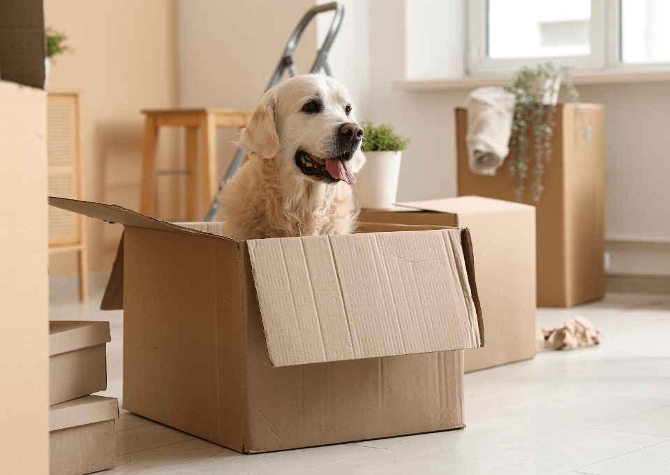 100% Safe & Stress-Free Pet Delivery Across Madhya Pradesh