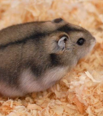 russian hamster punjab