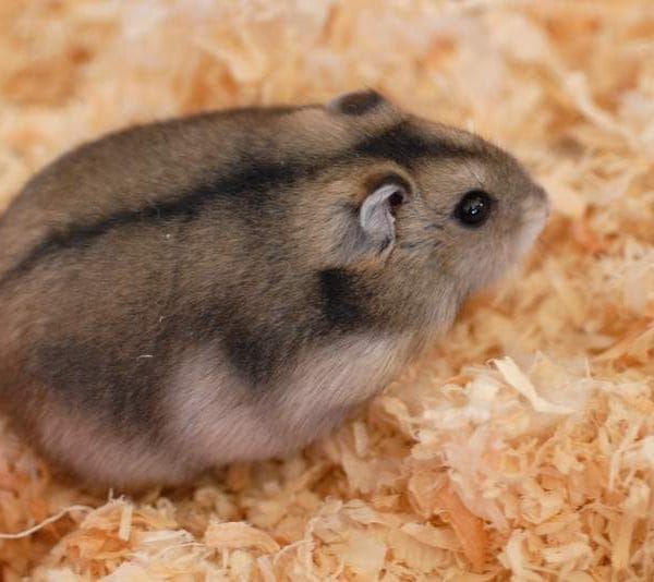 Russian Hamster Pair Bhopal | Healthy Hamster Pairs | Buy MP