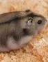 Russian Hamster Pair Bhopal | Healthy Hamster Pairs | Buy MP