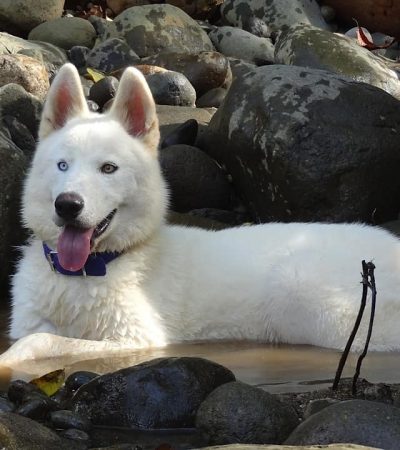 white siberian husky punjab